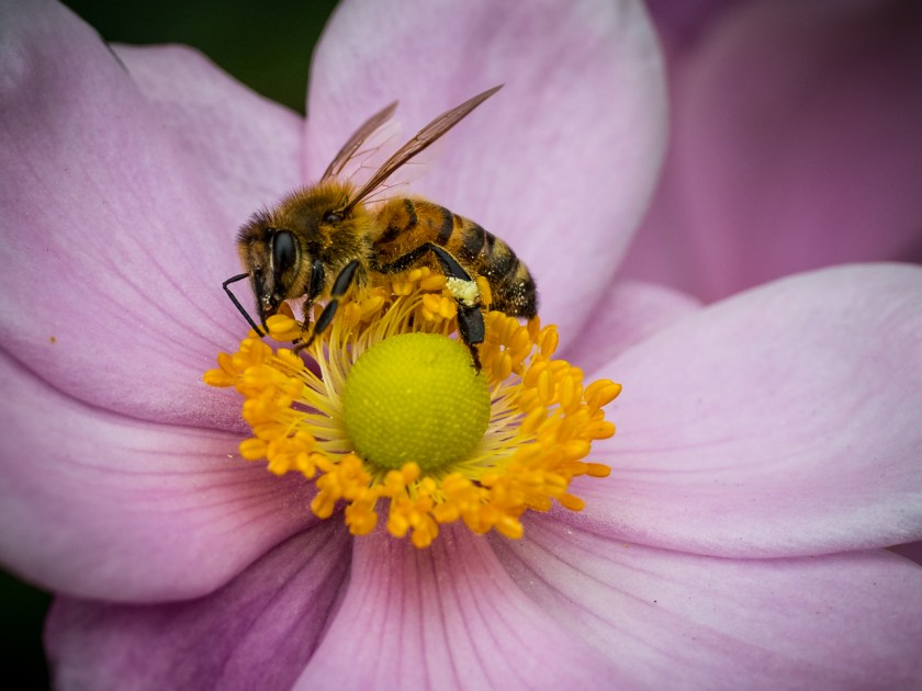 Bee